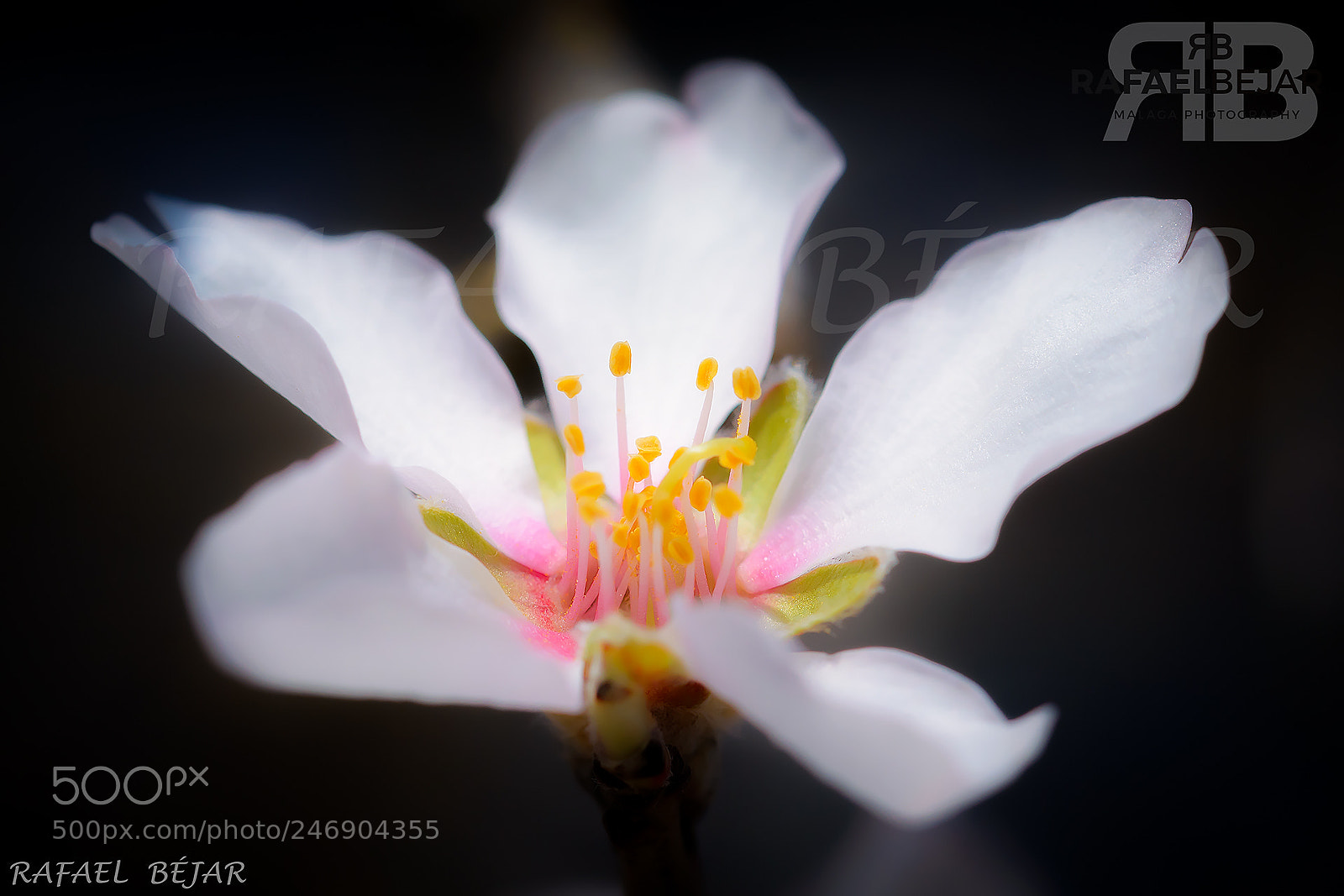 Nikon D800 sample photo. Flor photography