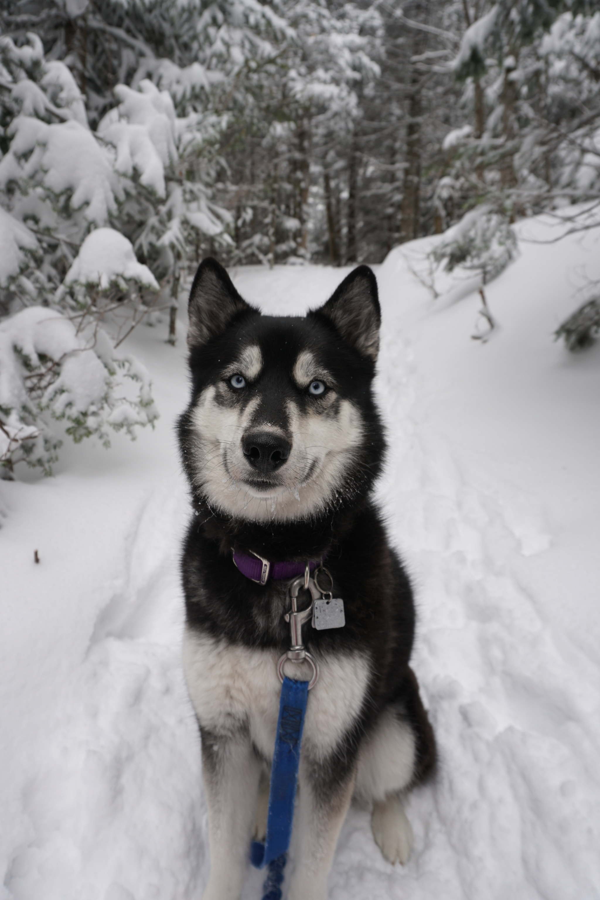 Sony E 16-50mm F3.5-5.6 PZ OSS sample photo. Vermont hiking photography