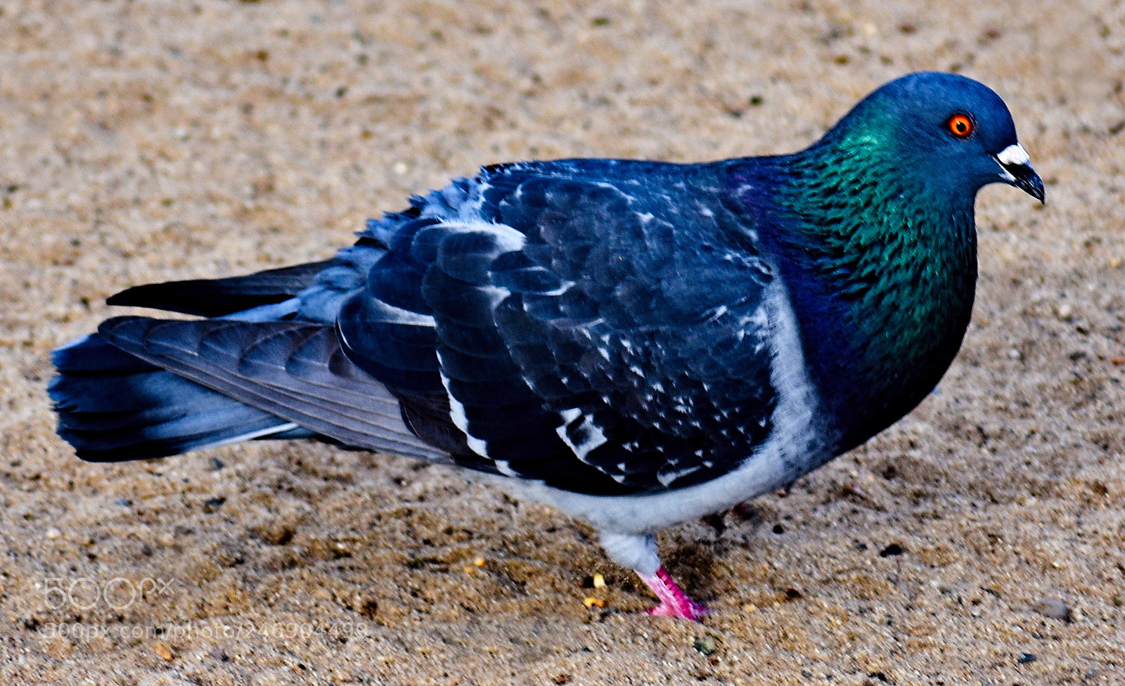 Nikon D7200 sample photo. Pigeon walking on the photography