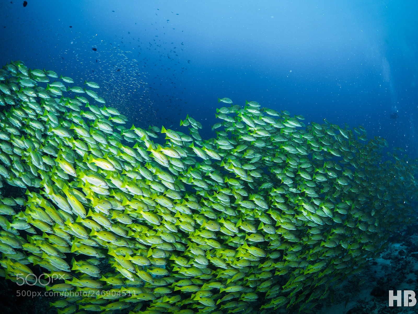 Olympus OM-D E-M1 Mark II sample photo. Schooling yellow fish photography