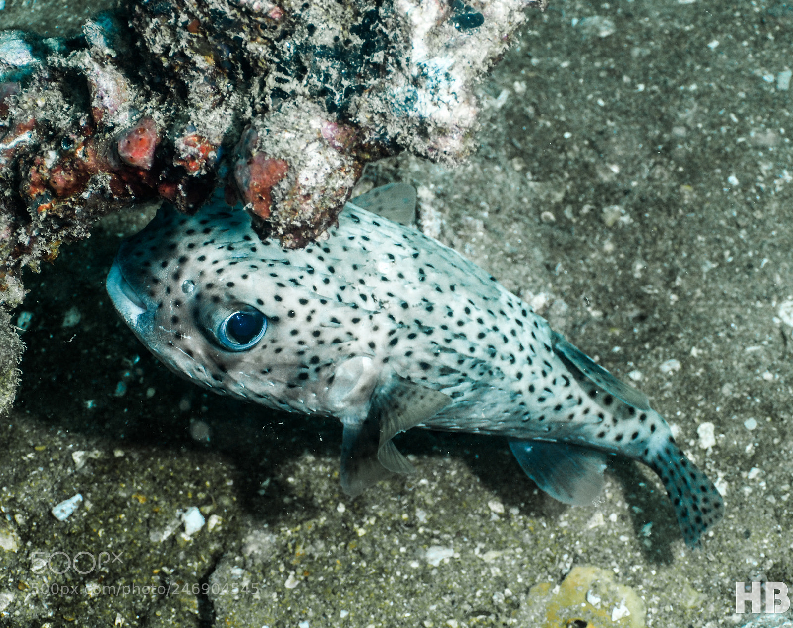 Olympus OM-D E-M1 Mark II sample photo. Puffer photography