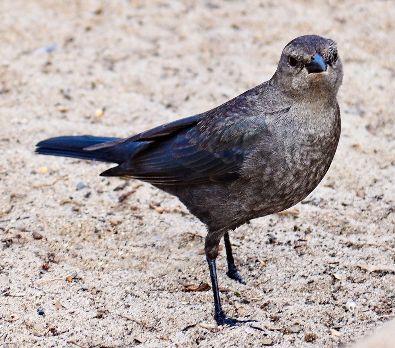 Nikon D7200 sample photo. A little bird looking photography