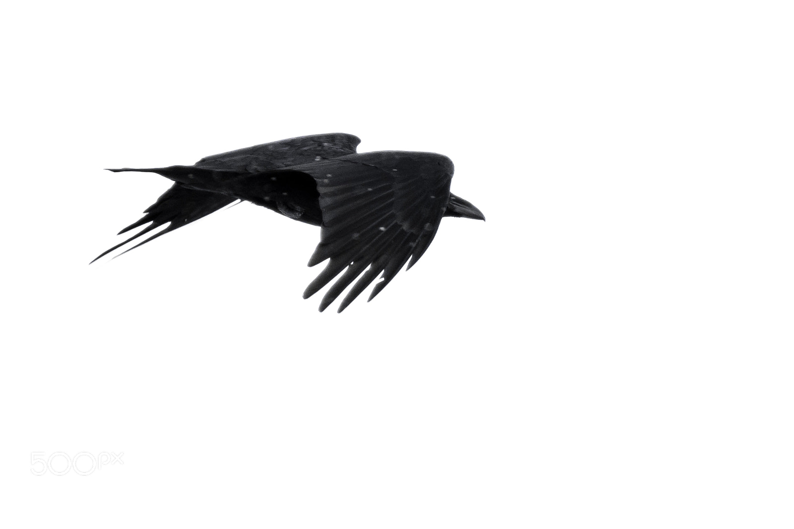 Nikon D7200 sample photo. Raven photography