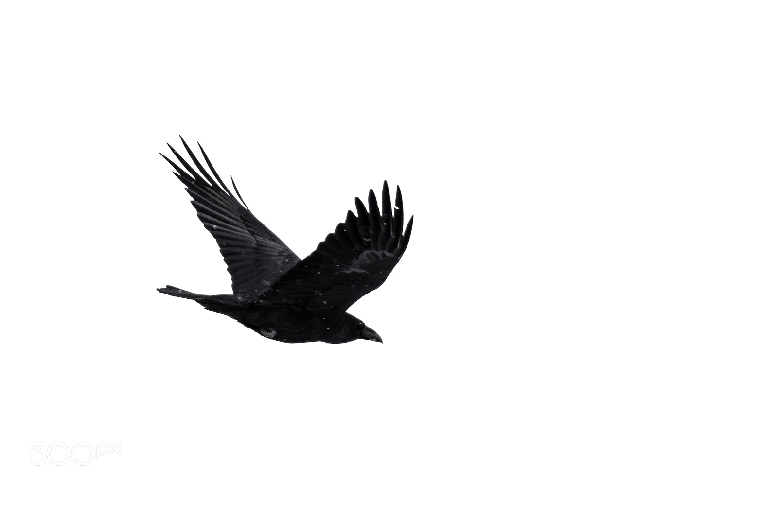 Nikon D7200 sample photo. Raven silhouette photography