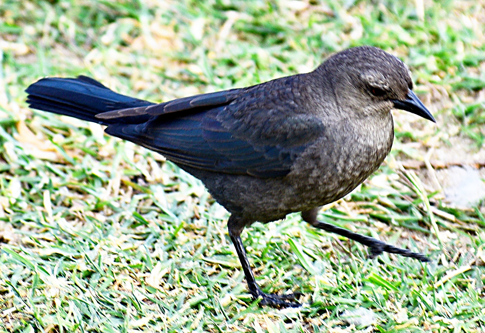 Nikon D7200 sample photo. A bird walking in photography
