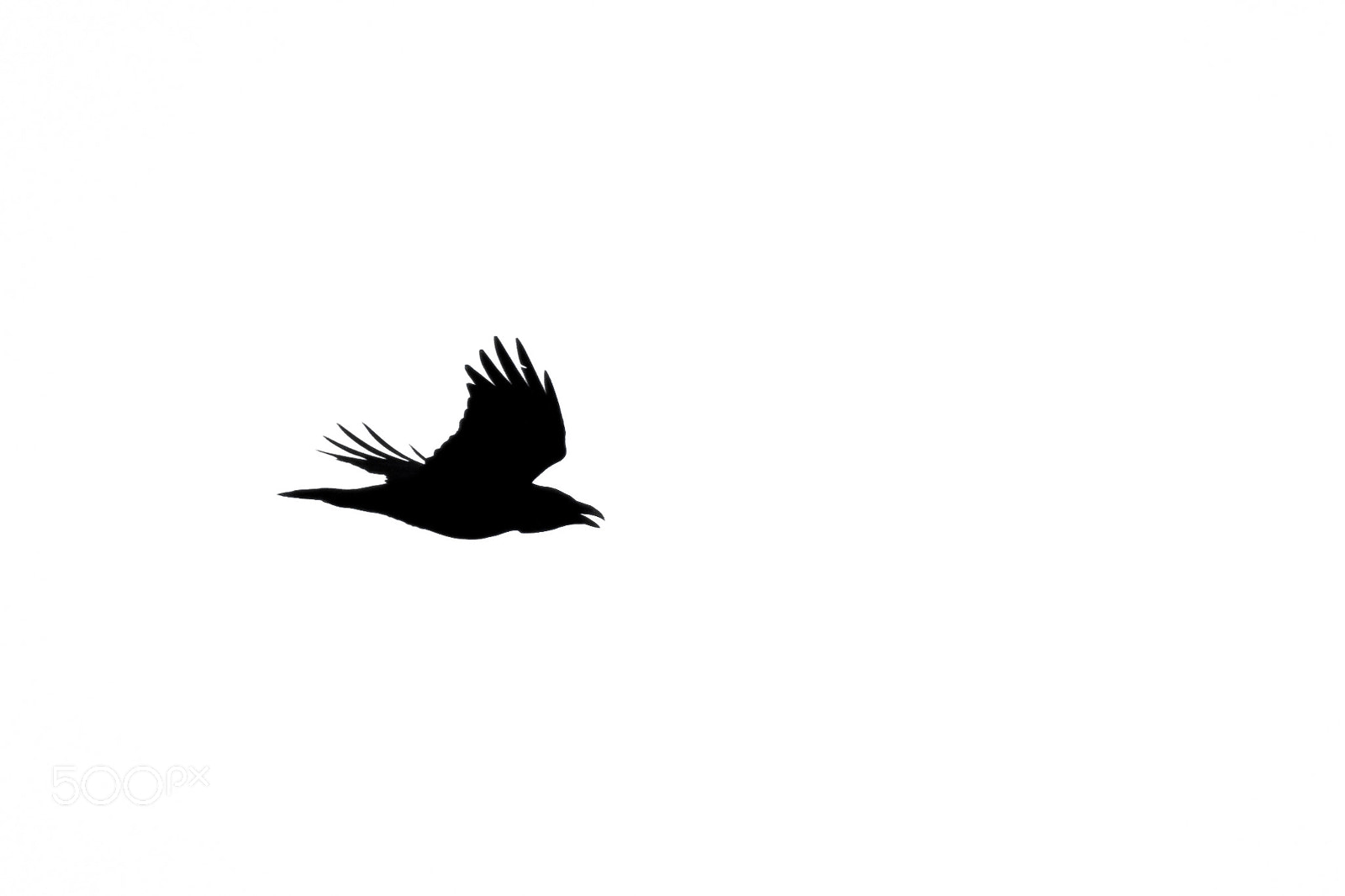 Nikon D7200 sample photo. Raven silhouette photography