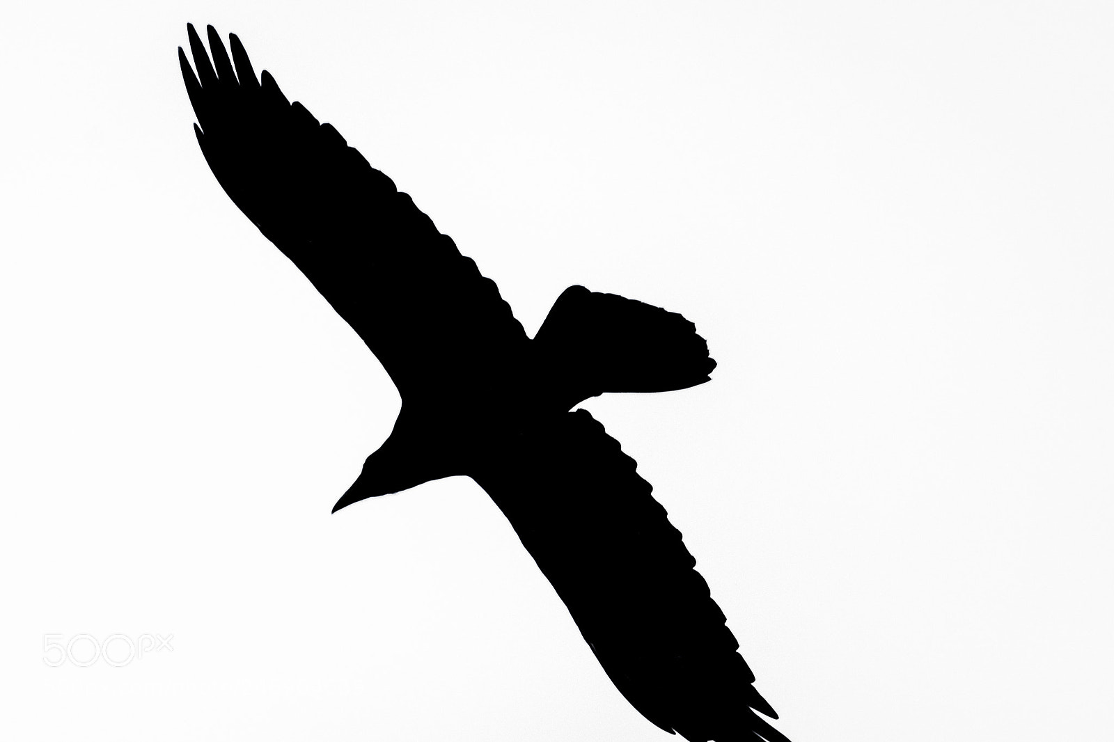 Nikon D7200 sample photo. Silhouette raven photography