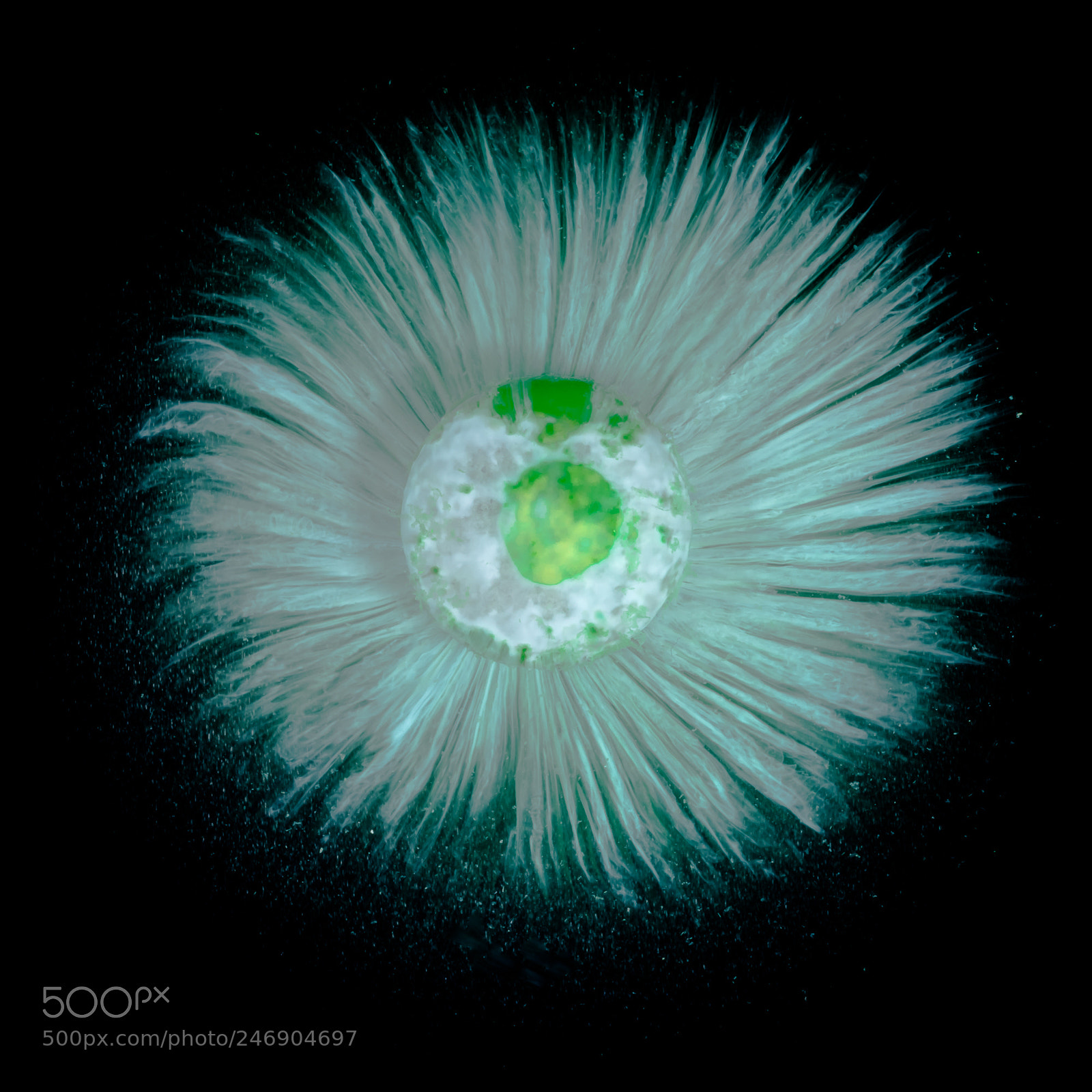 Canon EOS 7D Mark II sample photo. Chocolate flower photography
