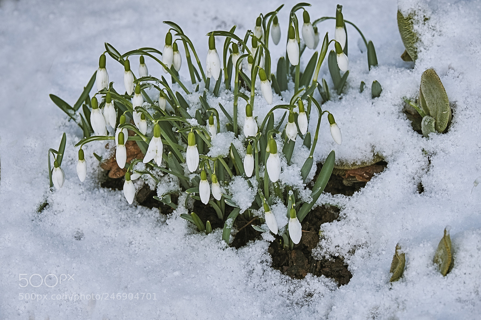 Fujifilm X-Pro2 sample photo. Snow-drops in my garden photography