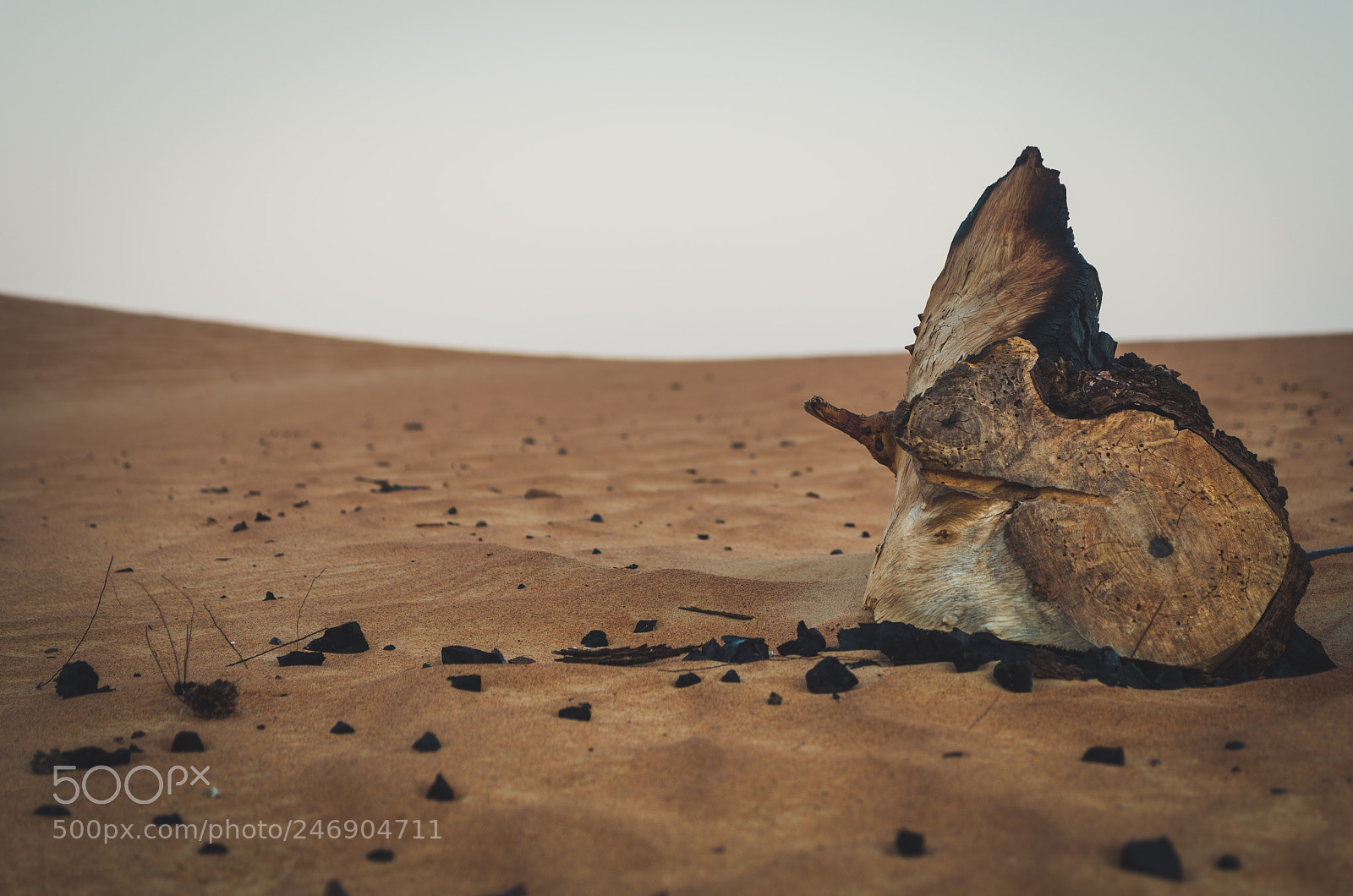 Nikon D5100 sample photo. Alone in the desert... photography