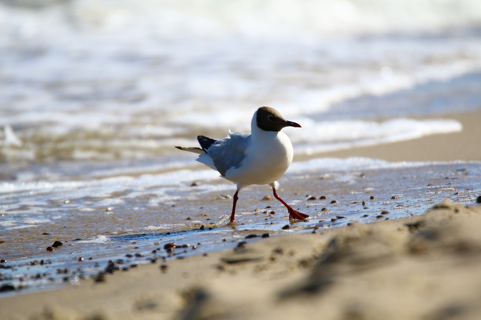Tamron SP 150-600mm F5-6.3 Di VC USD sample photo
