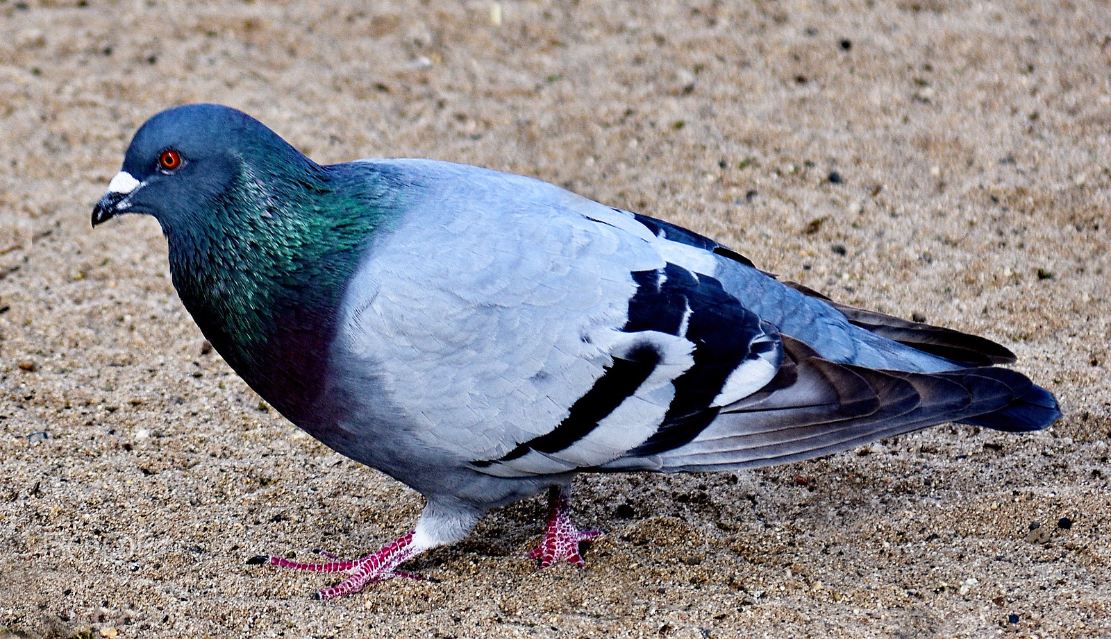 Nikon D7200 sample photo. Pigeon walking at the photography