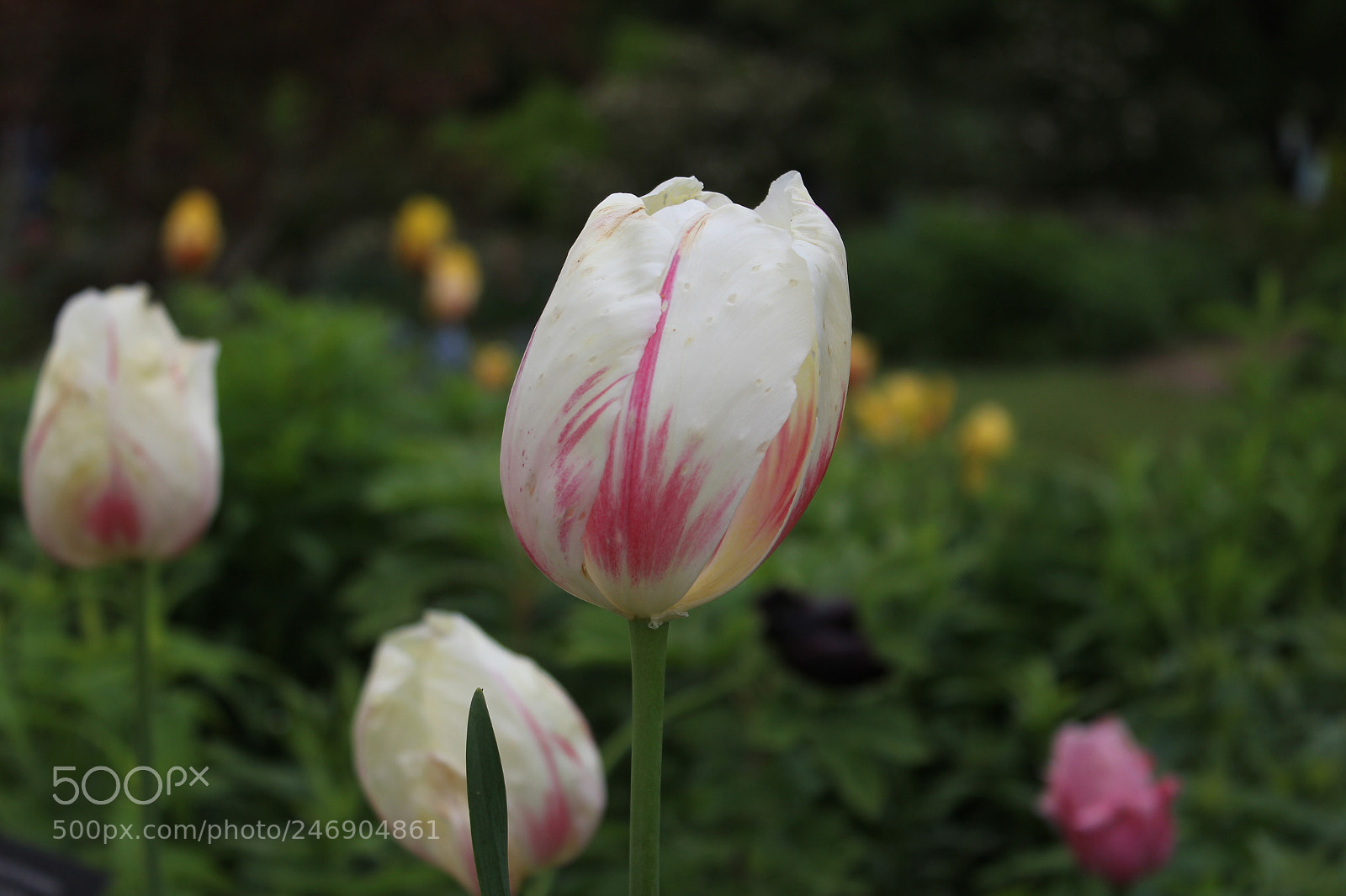 Canon EF-S 18-55mm F3.5-5.6 IS sample photo. Tulips edward's gardens toronto photography
