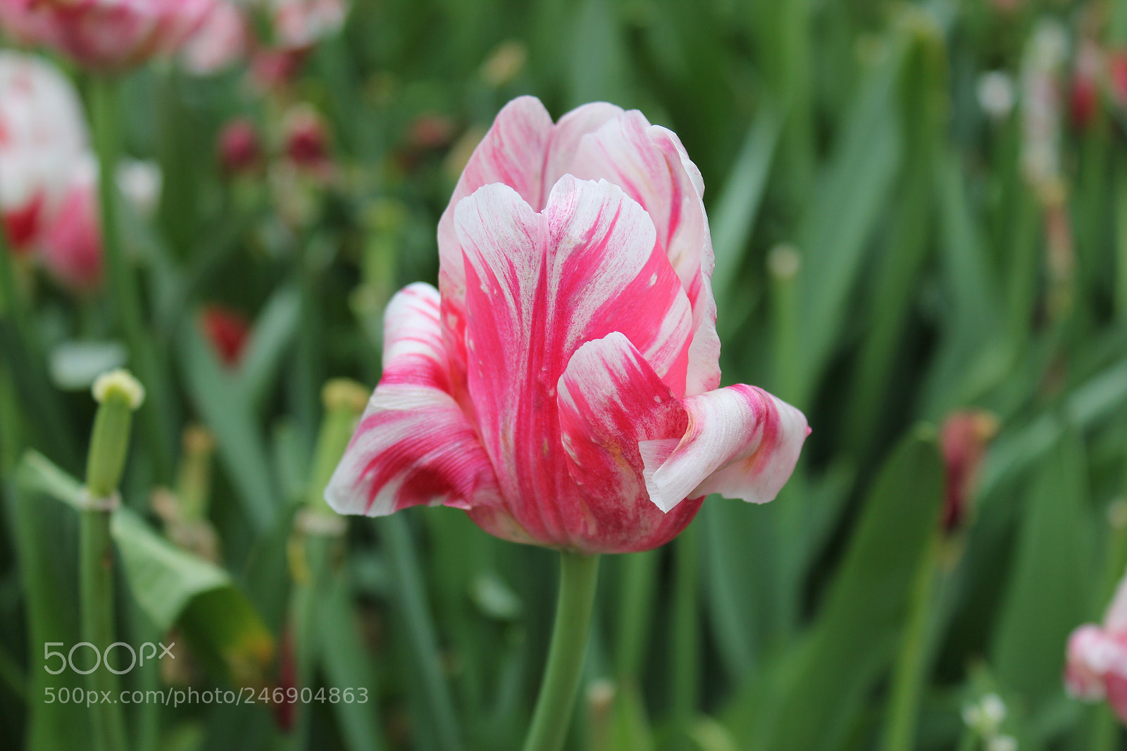 Canon EF-S 18-55mm F3.5-5.6 IS sample photo. Tulips edward's gardens toronto photography