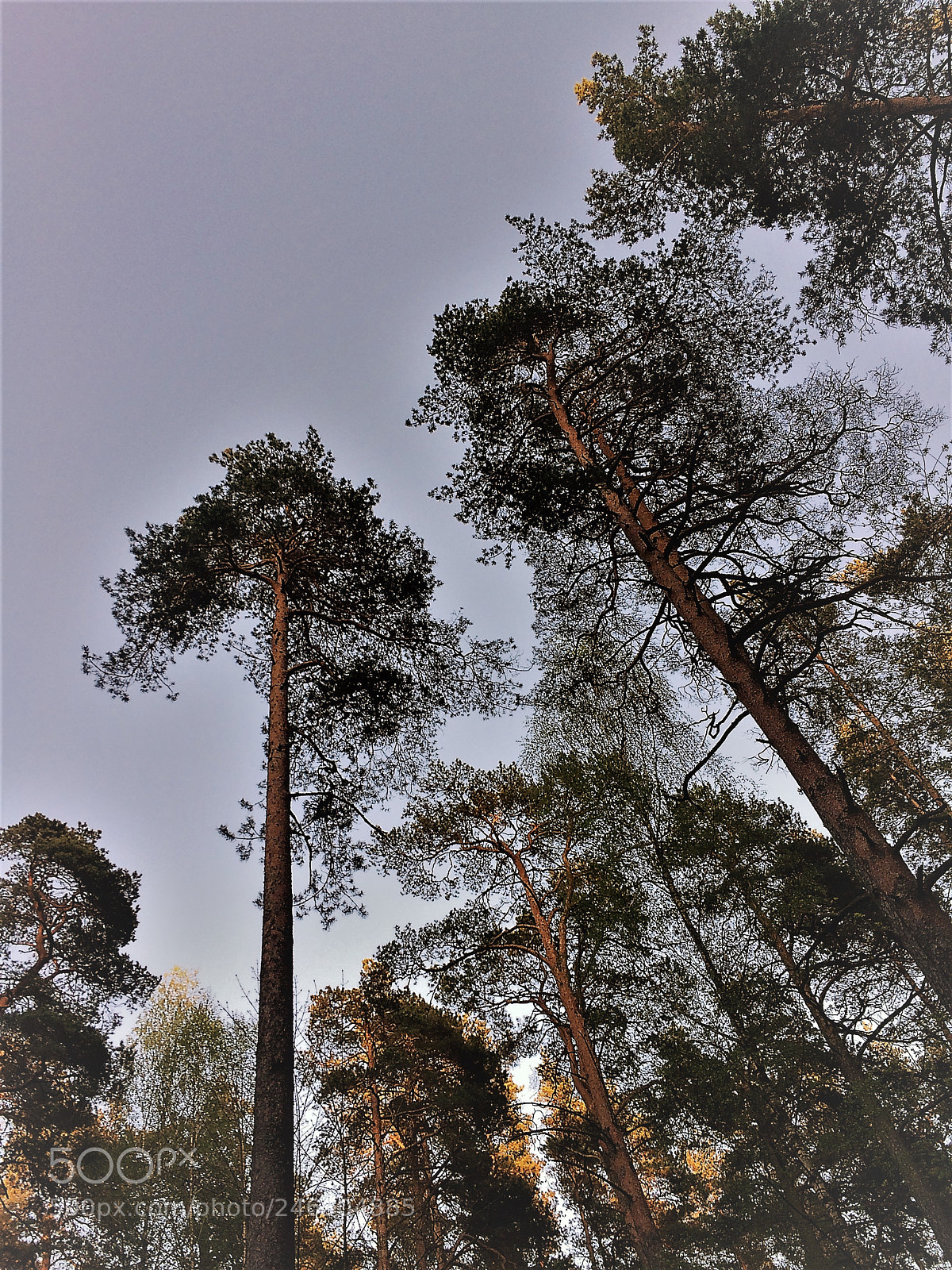 Apple iPhone 5s sample photo. A big trees photography