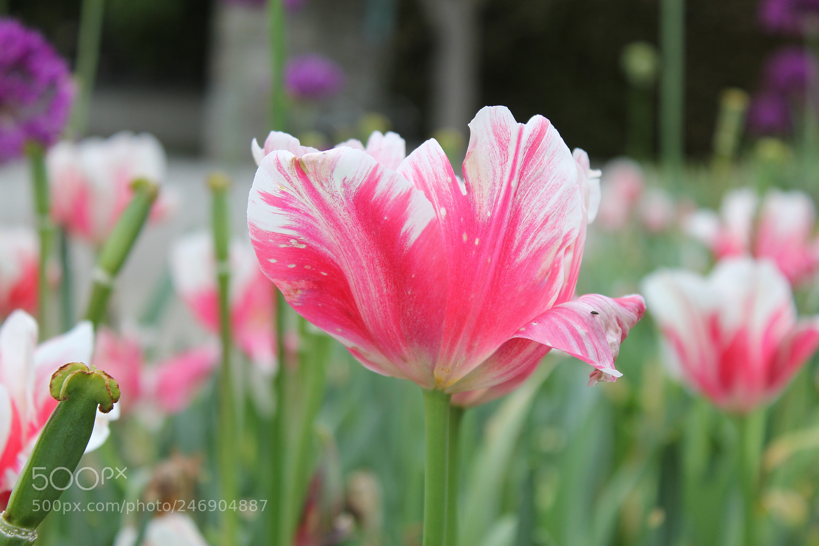 Canon EF-S 18-55mm F3.5-5.6 IS sample photo. Tulips edward's gardens toronto photography