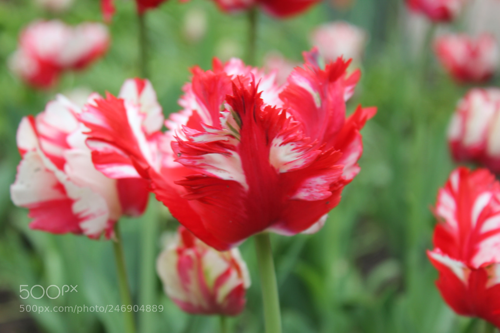 Canon EF-S 18-55mm F3.5-5.6 IS sample photo. Tulips edward's gardens toronto photography