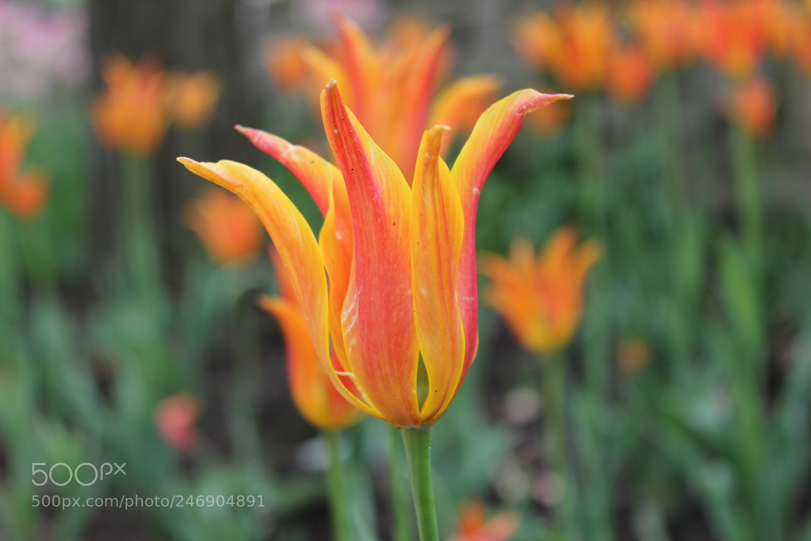 Canon EF-S 18-55mm F3.5-5.6 IS sample photo. Tulips edward's gardens toronto photography