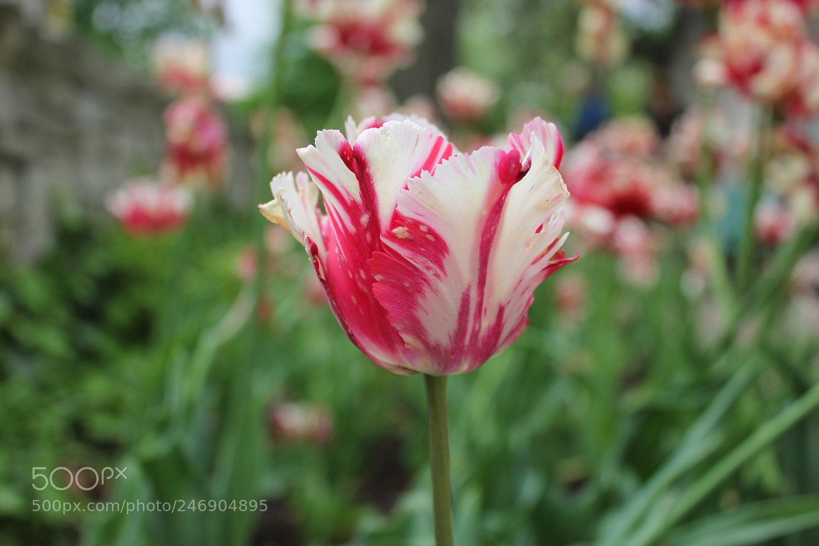 Canon EF-S 18-55mm F3.5-5.6 IS sample photo. Tulips edward's gardens toronto photography