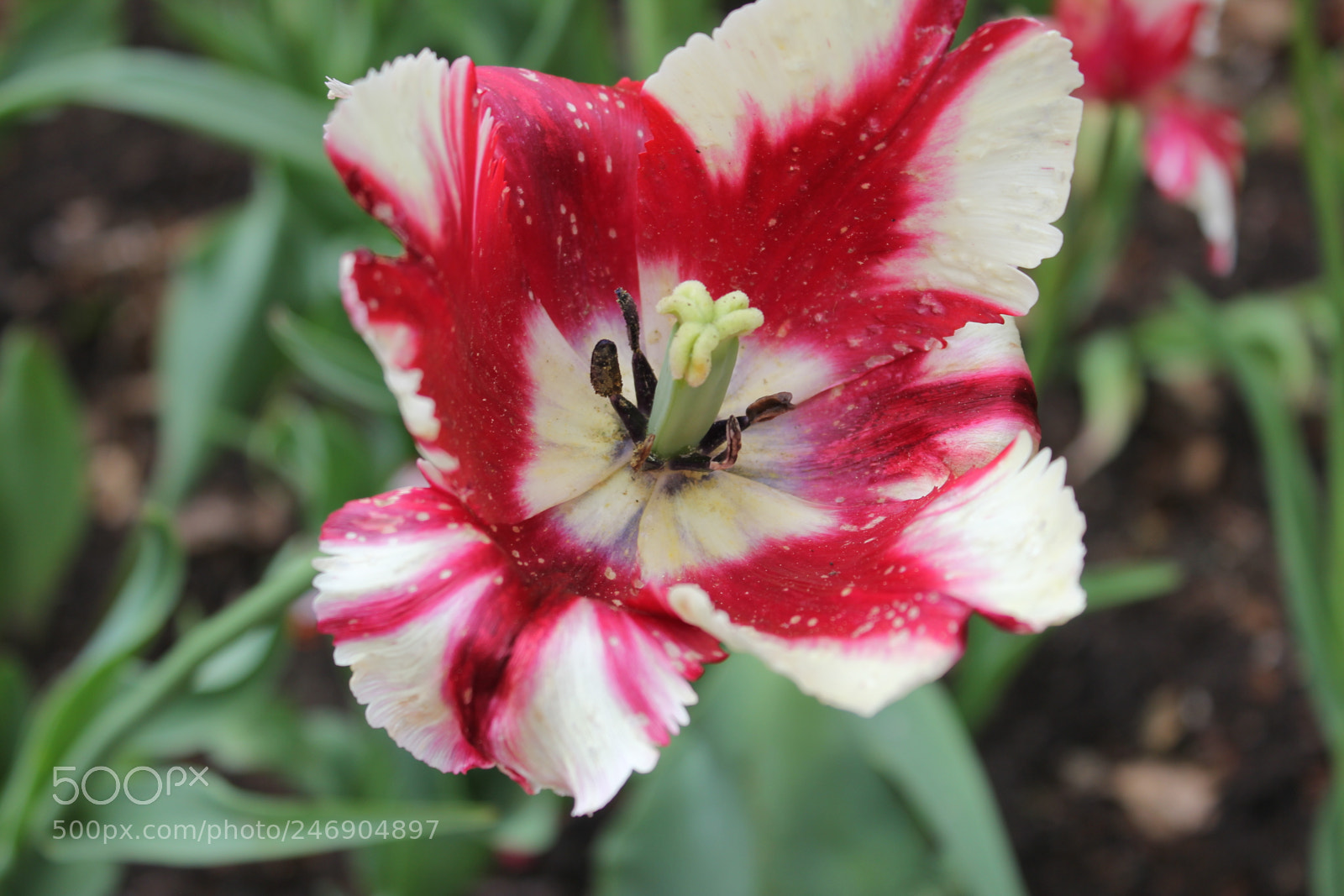 Canon EF-S 18-55mm F3.5-5.6 IS sample photo. Tulips edward's gardens toronto photography