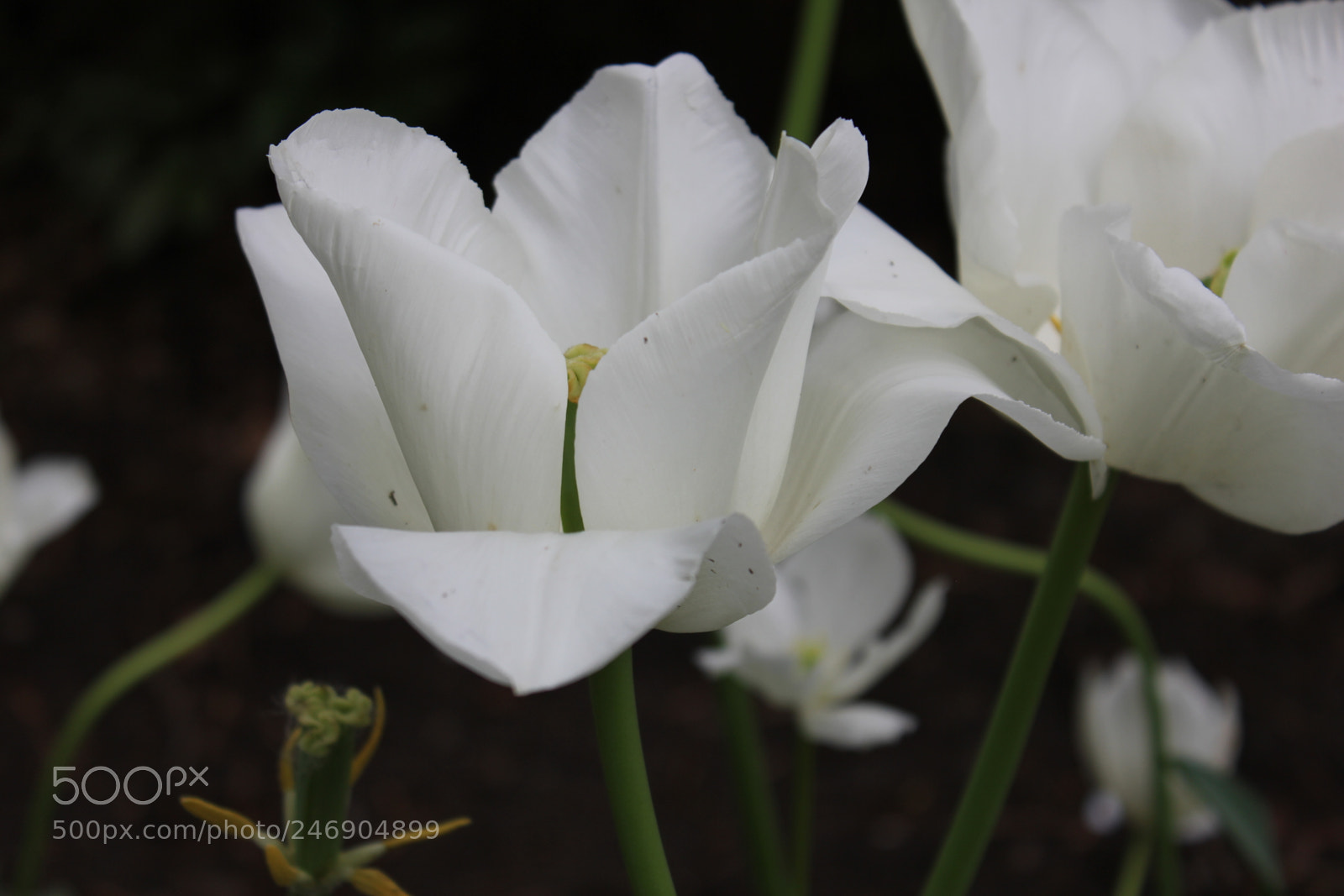 Canon EF-S 18-55mm F3.5-5.6 IS sample photo. Tulips edward's gardens toronto photography