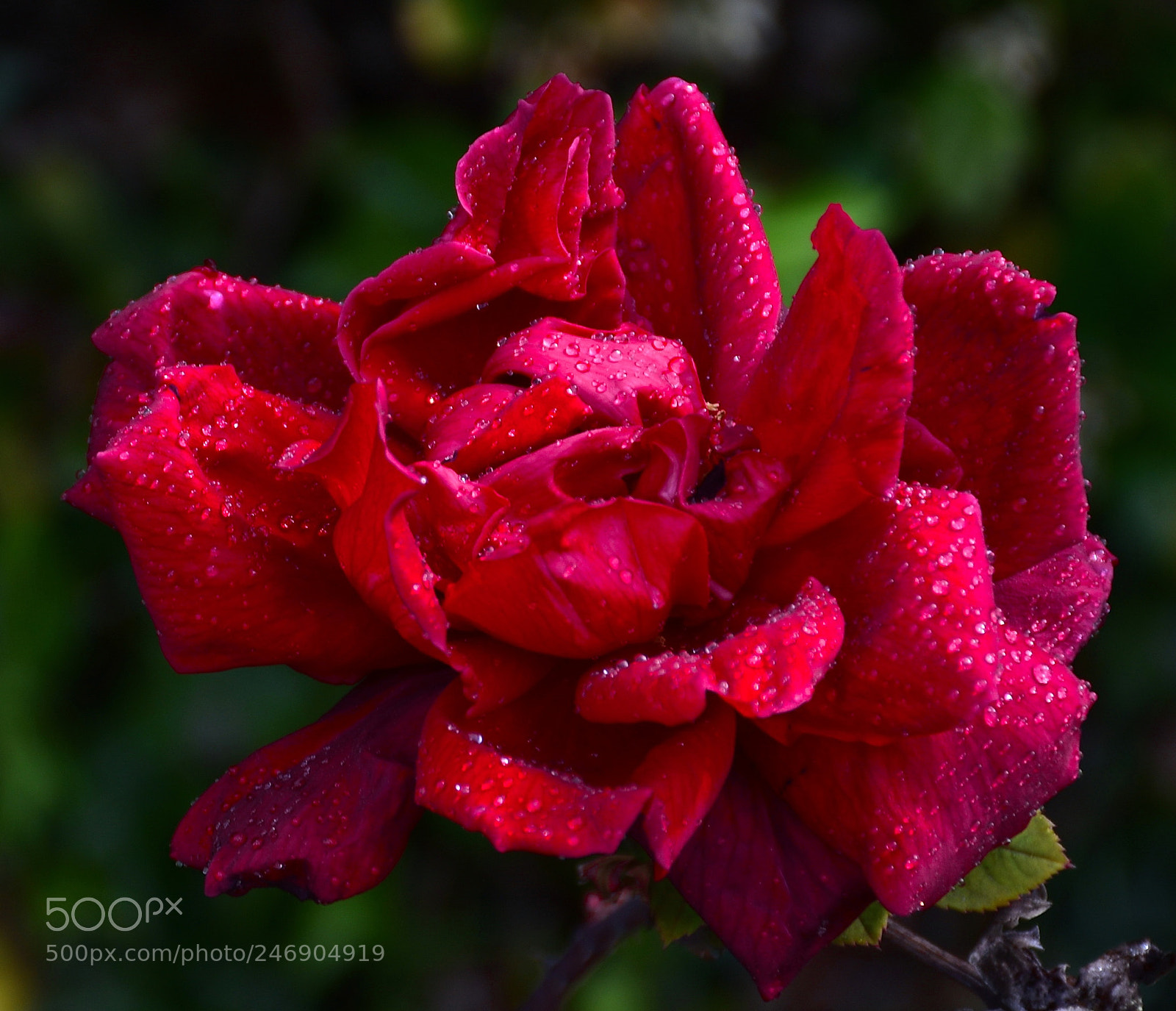 Nikon D7200 sample photo. A red rose in photography