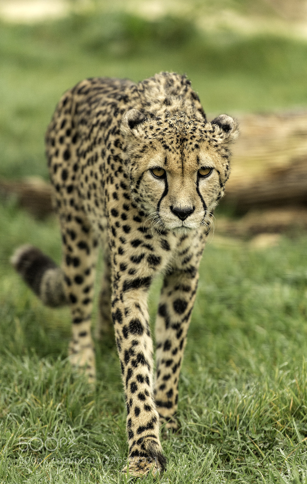 Nikon D5 sample photo. Cheetah series photography