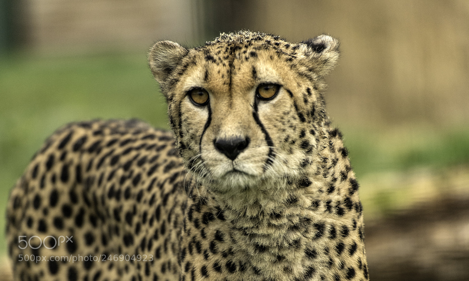 Nikon D5 sample photo. Cheetah series photography