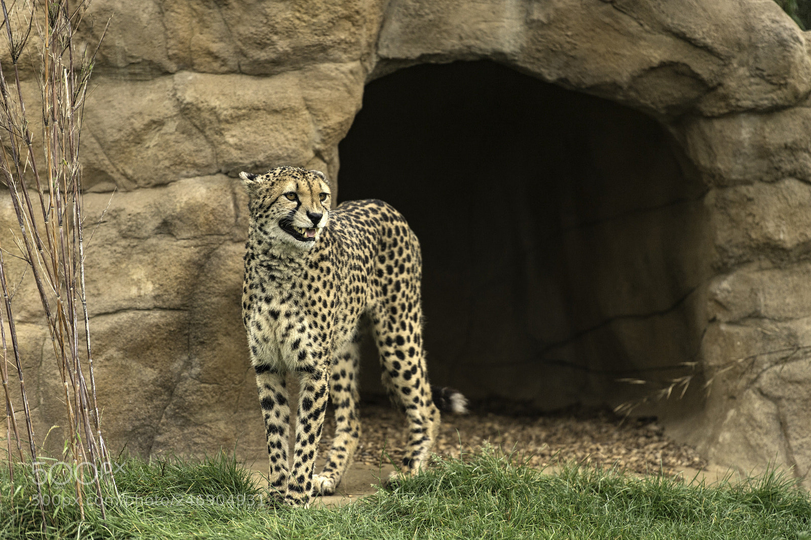 Nikon D5 sample photo. Cheetah series photography