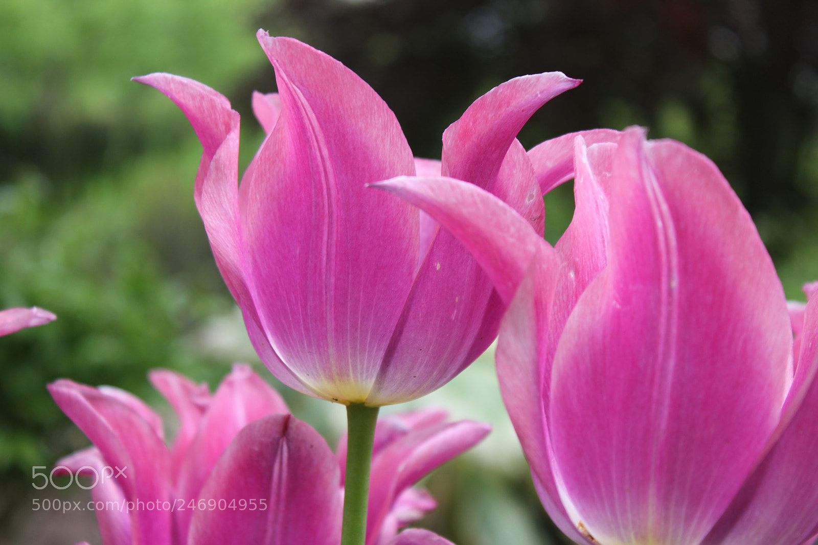 Canon EF-S 18-55mm F3.5-5.6 IS sample photo. Tulips edward's gardens toronto photography