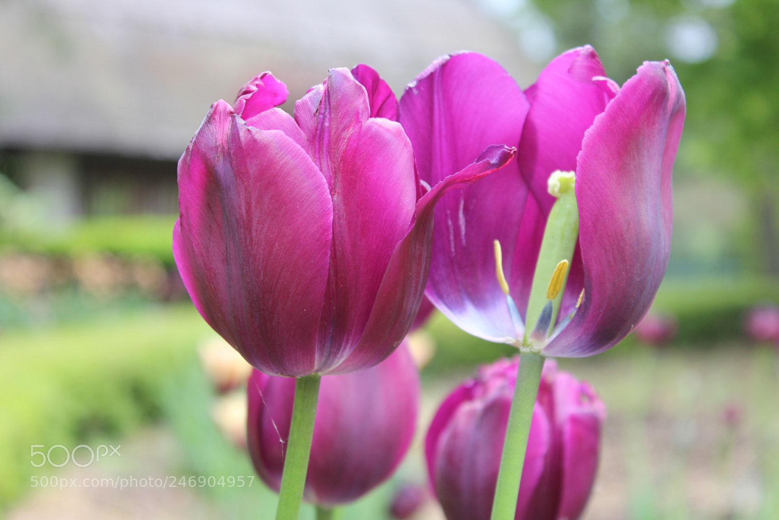 Canon EF-S 18-55mm F3.5-5.6 IS sample photo. Tulips edward's gardens toronto photography