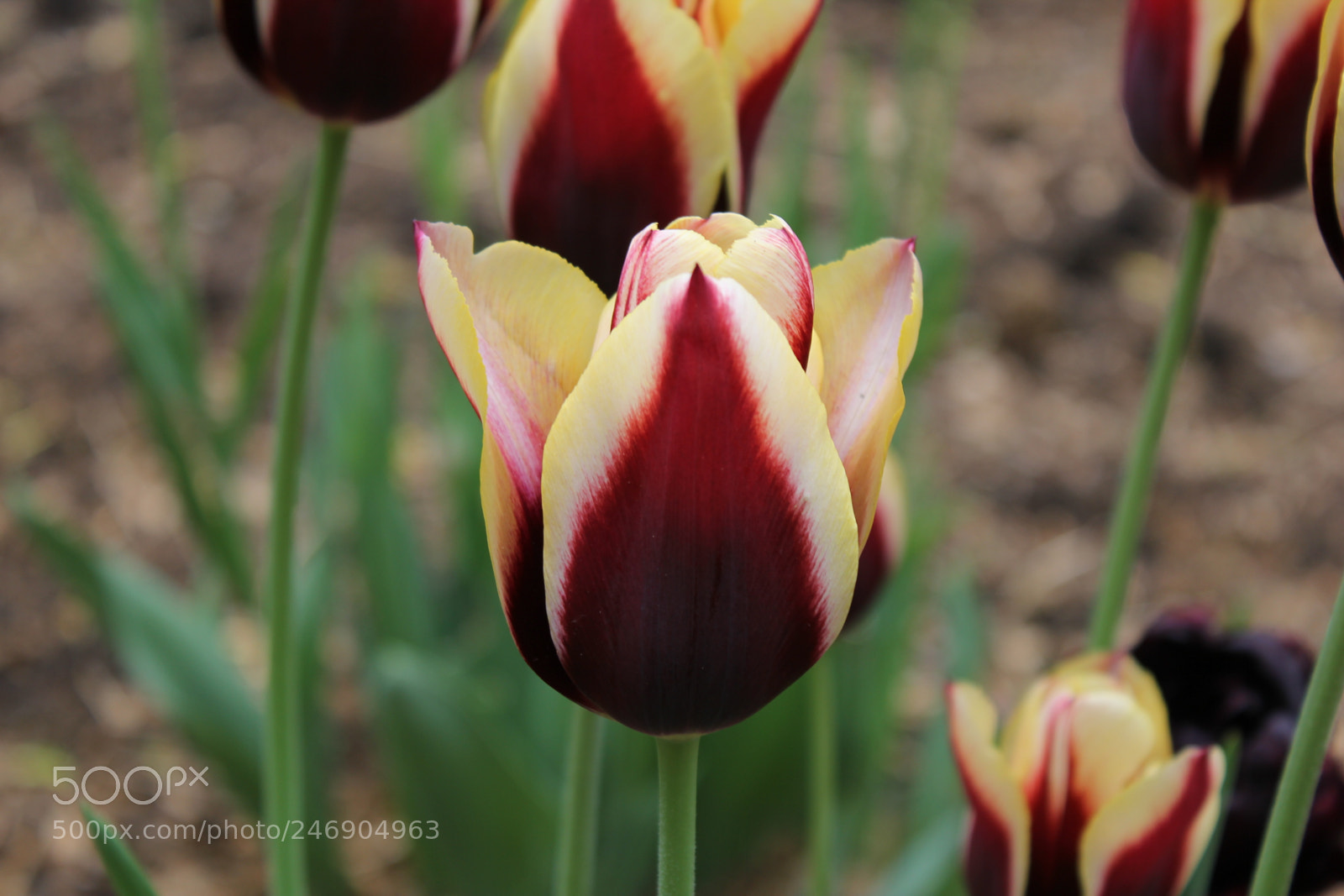 Canon EF-S 18-55mm F3.5-5.6 IS sample photo. Tulips edward's gardens toronto photography