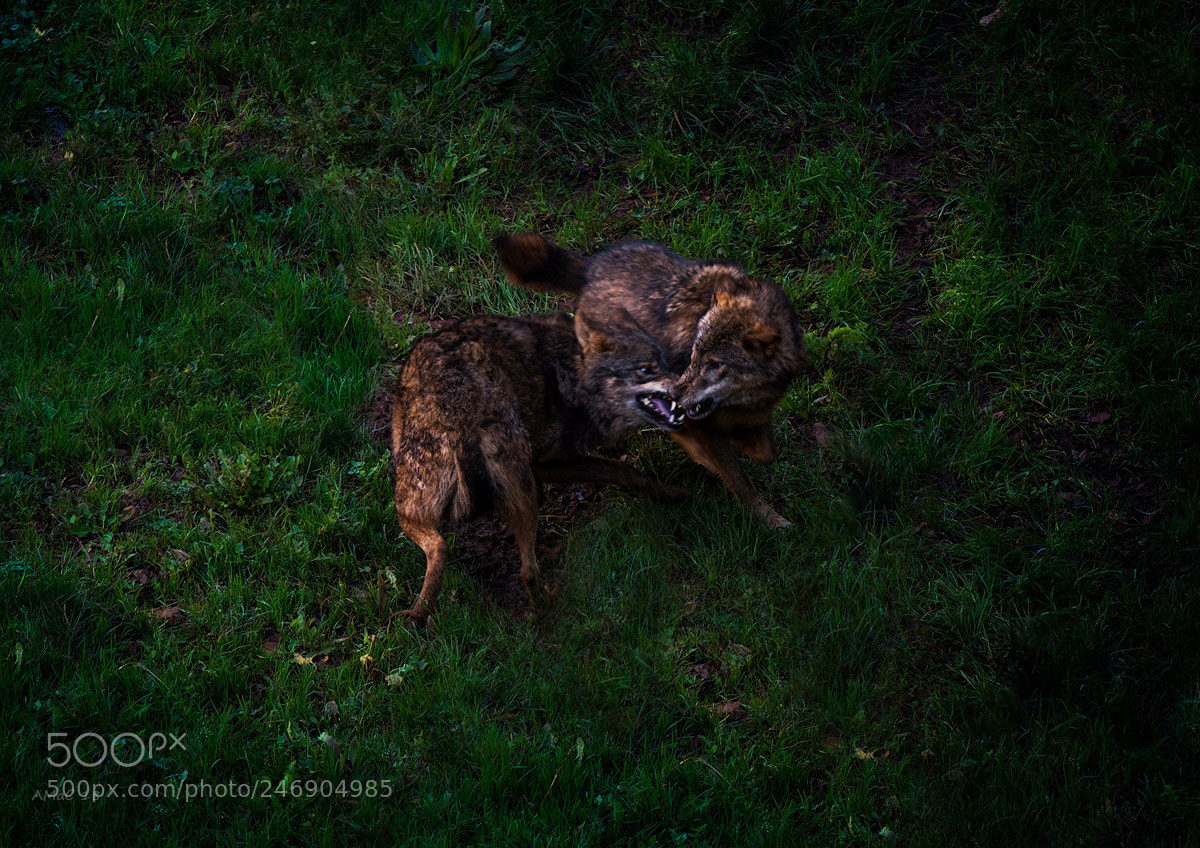 Nikon D600 sample photo. Fighting photography