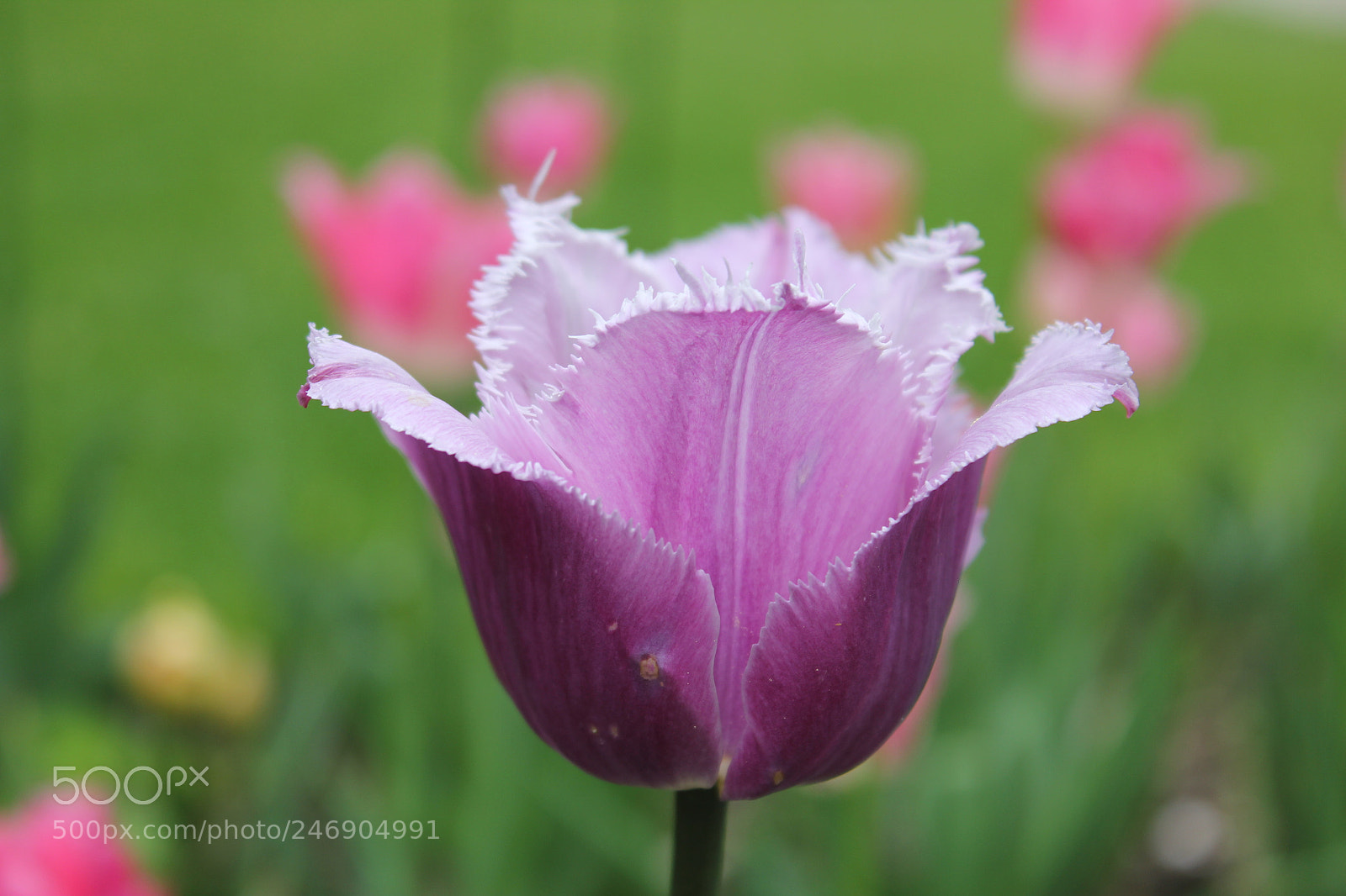 Canon EF-S 18-55mm F3.5-5.6 IS sample photo. Tulips edward's gardens toronto photography