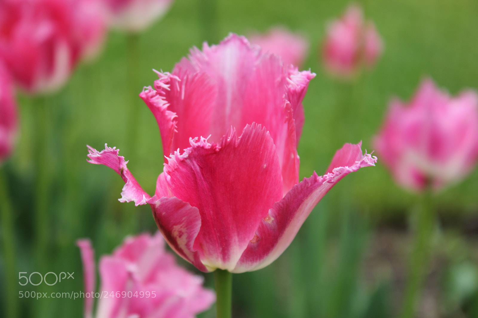 Canon EF-S 18-55mm F3.5-5.6 IS sample photo. Tulips edward's gardens toronto photography
