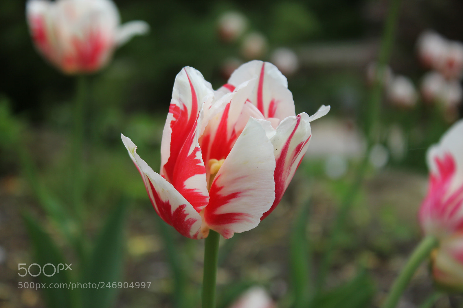 Canon EF-S 18-55mm F3.5-5.6 IS sample photo. Tulips edward's gardens toronto photography
