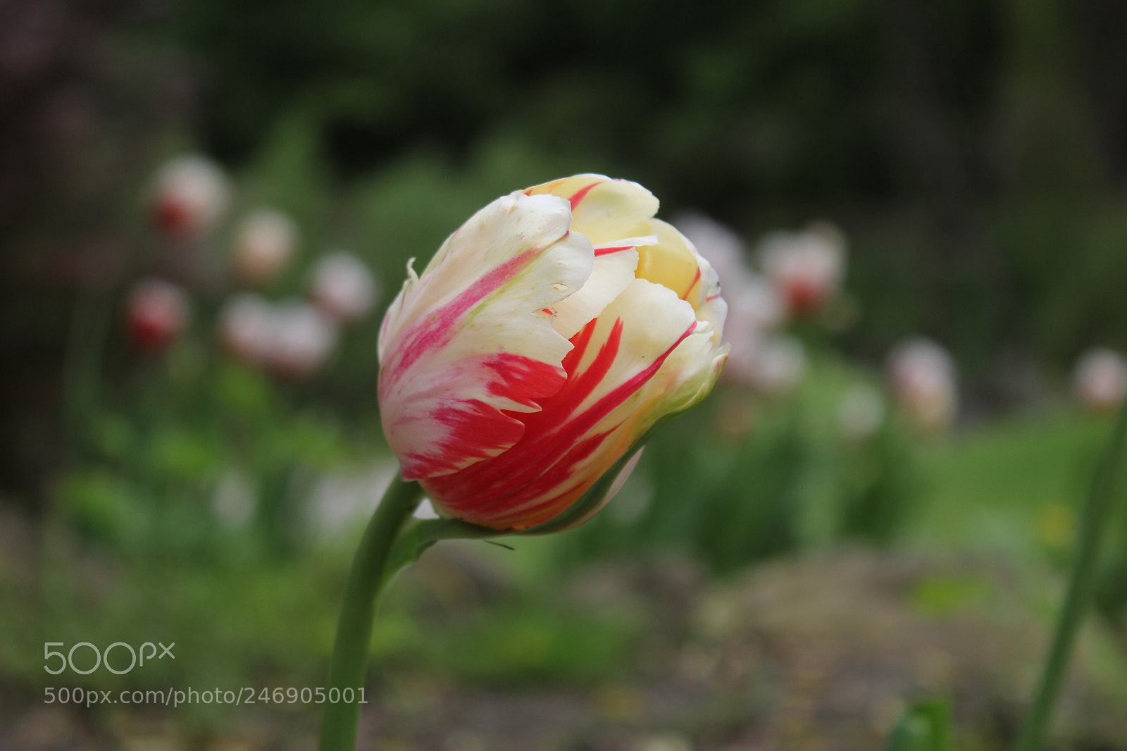 Canon EF-S 18-55mm F3.5-5.6 IS sample photo. Tulips edward's gardens toronto photography