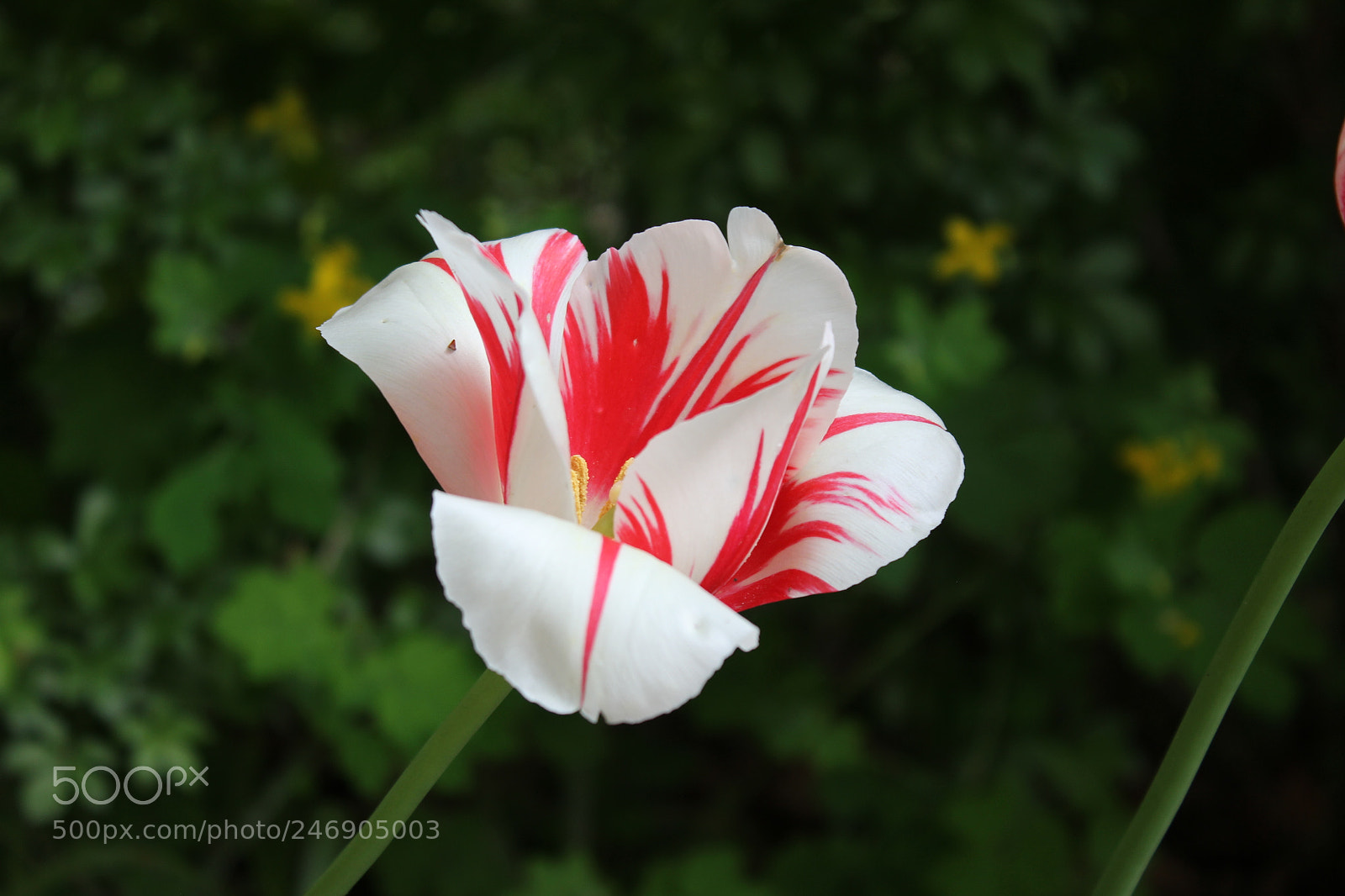 Canon EF-S 18-55mm F3.5-5.6 IS sample photo. Tulips edward's gardens toronto photography