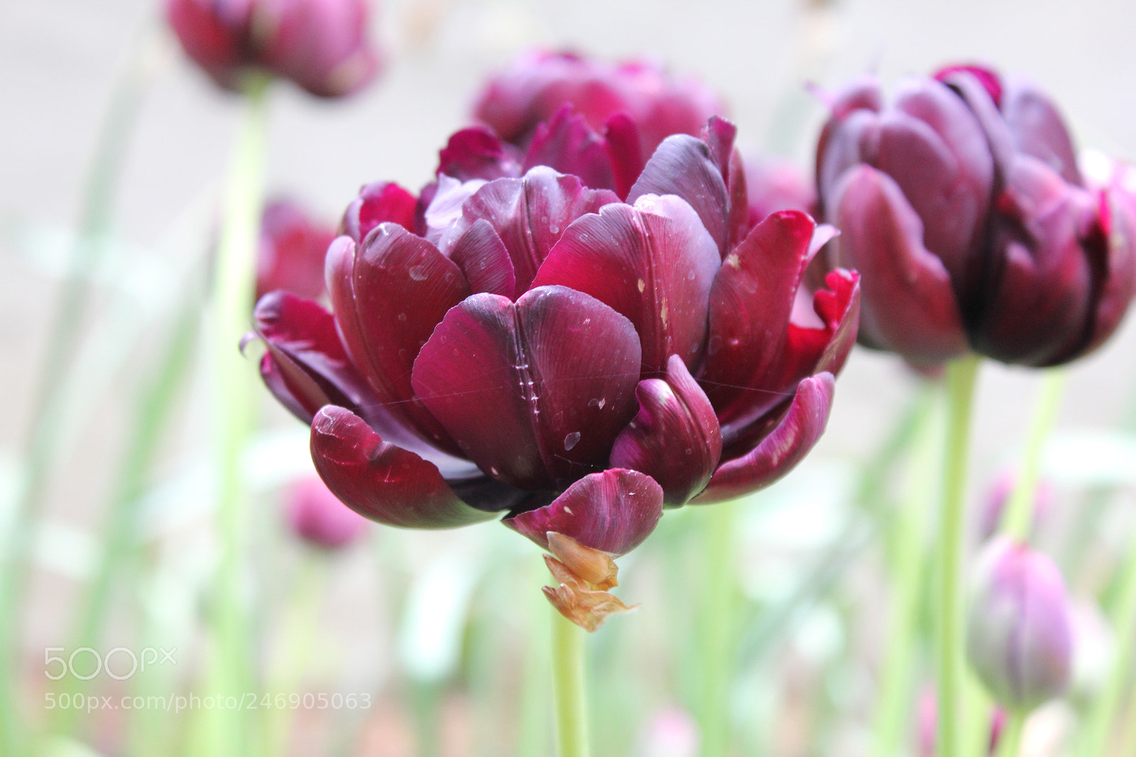 Canon EF-S 18-55mm F3.5-5.6 IS sample photo. Tulips edward's gardens toronto photography