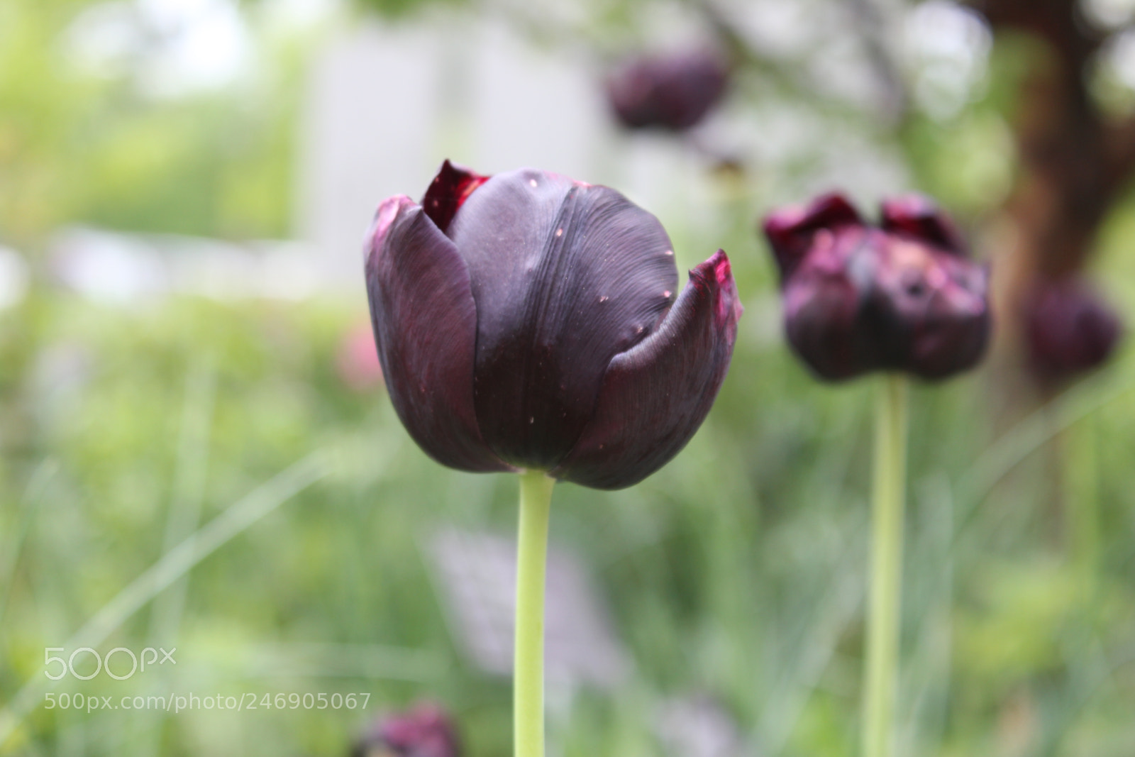 Canon EF-S 18-55mm F3.5-5.6 IS sample photo. Tulips edward's gardens toronto photography