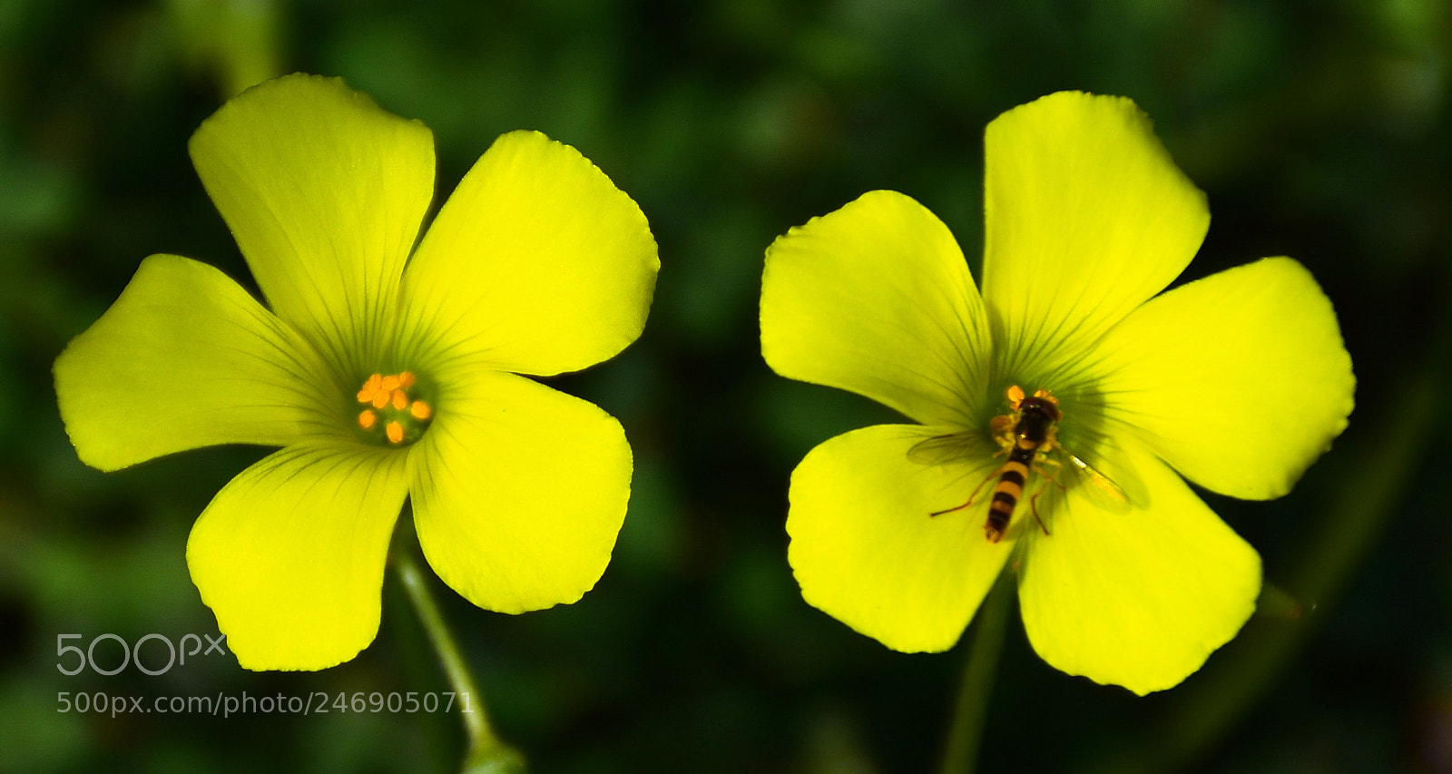 Nikon D7200 sample photo. Two yellow daisies in photography