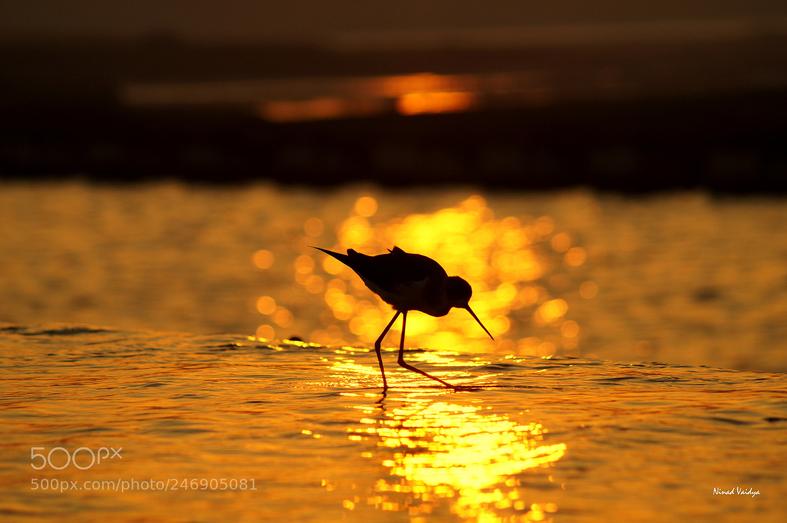 Sony SLT-A58 sample photo. Black winged stilt in photography