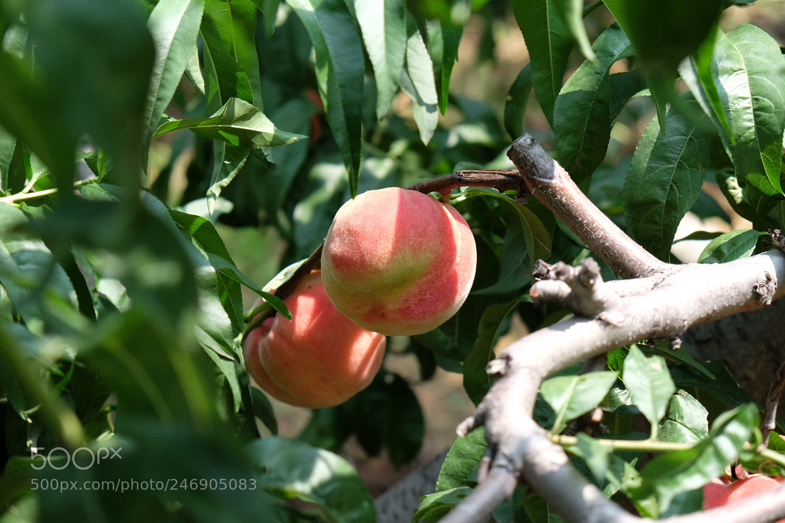 Fujifilm X-T10 sample photo. ? photography
