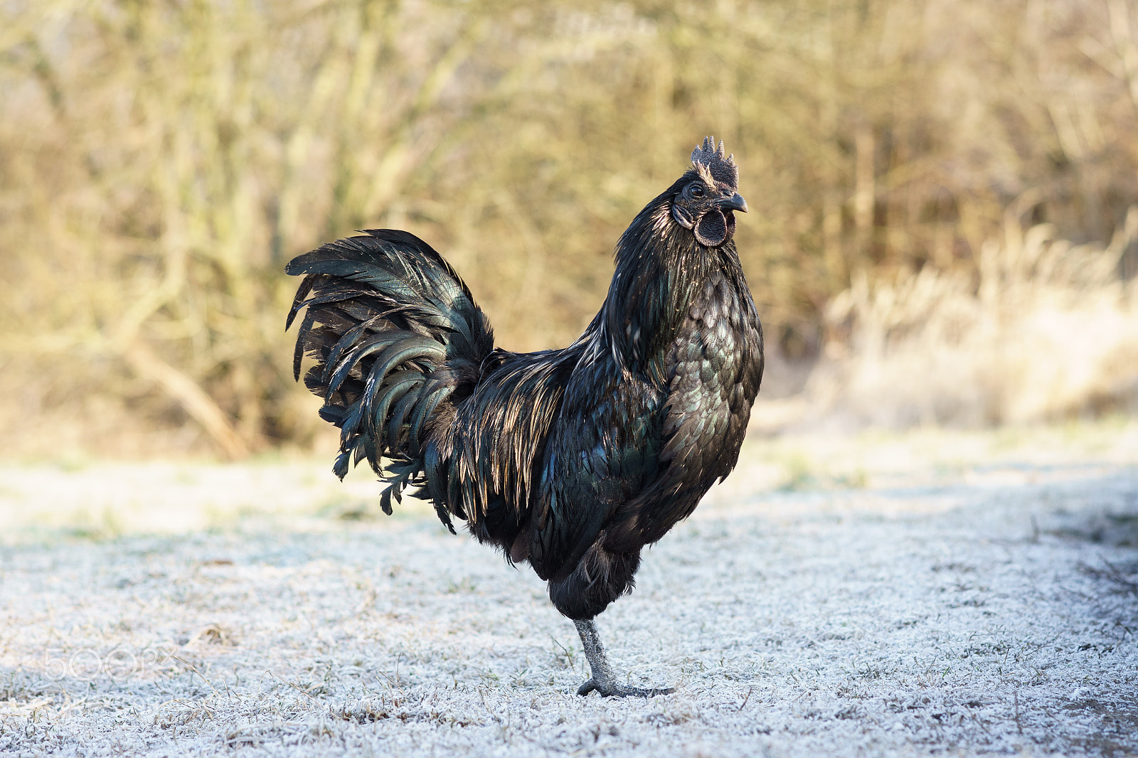Sony a7 II sample photo. An uncommon and relatively photography