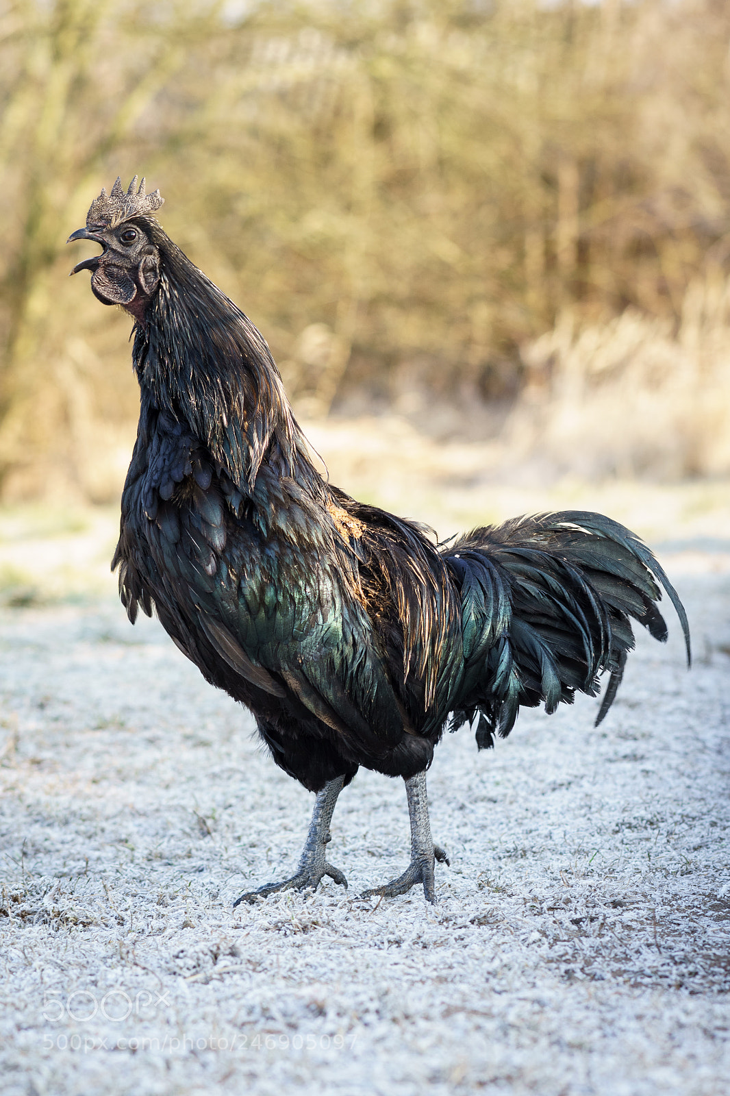 Sony a7 II sample photo. An uncommon and relatively photography