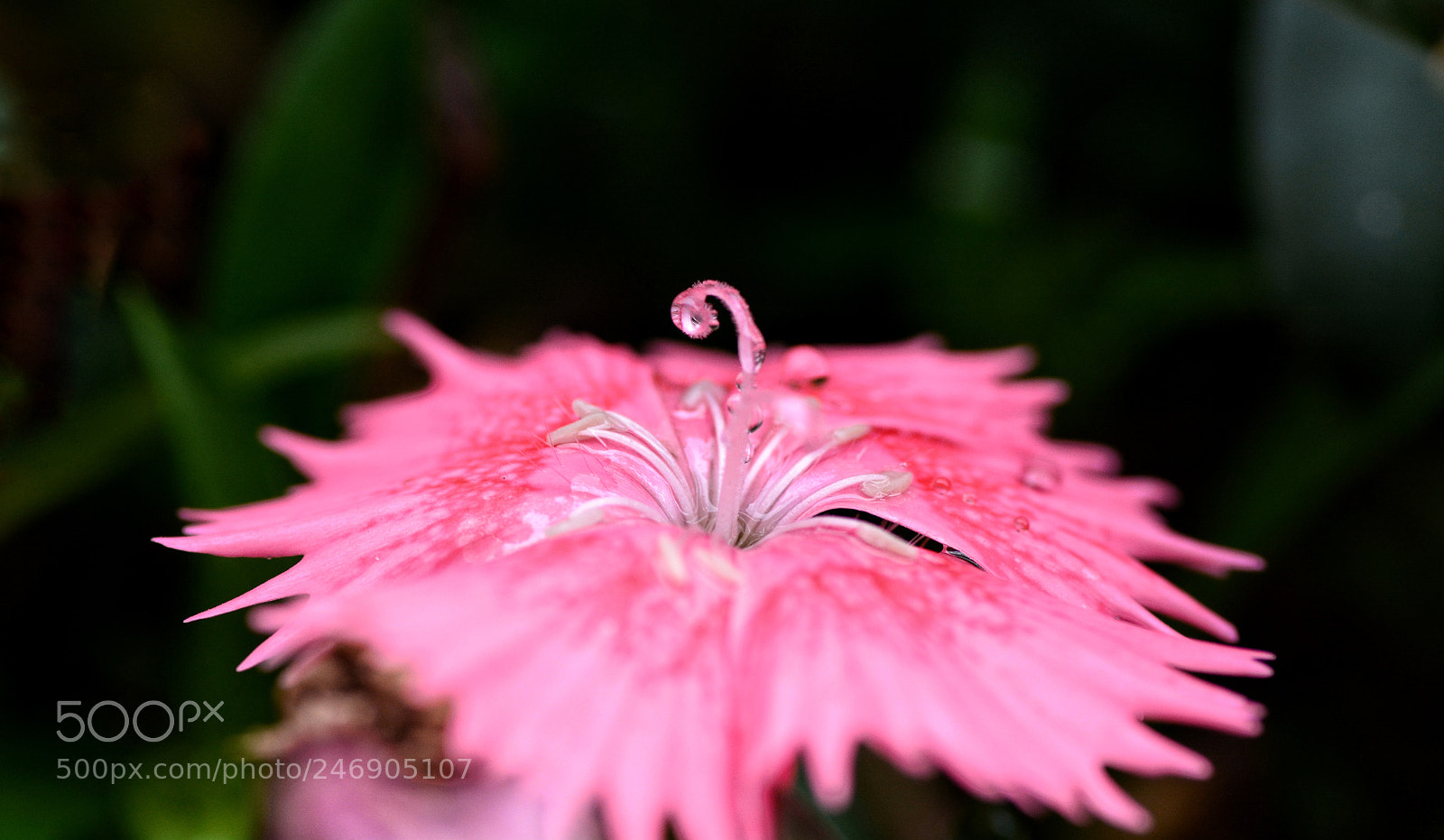 Nikon D7100 sample photo. Untitled photography
