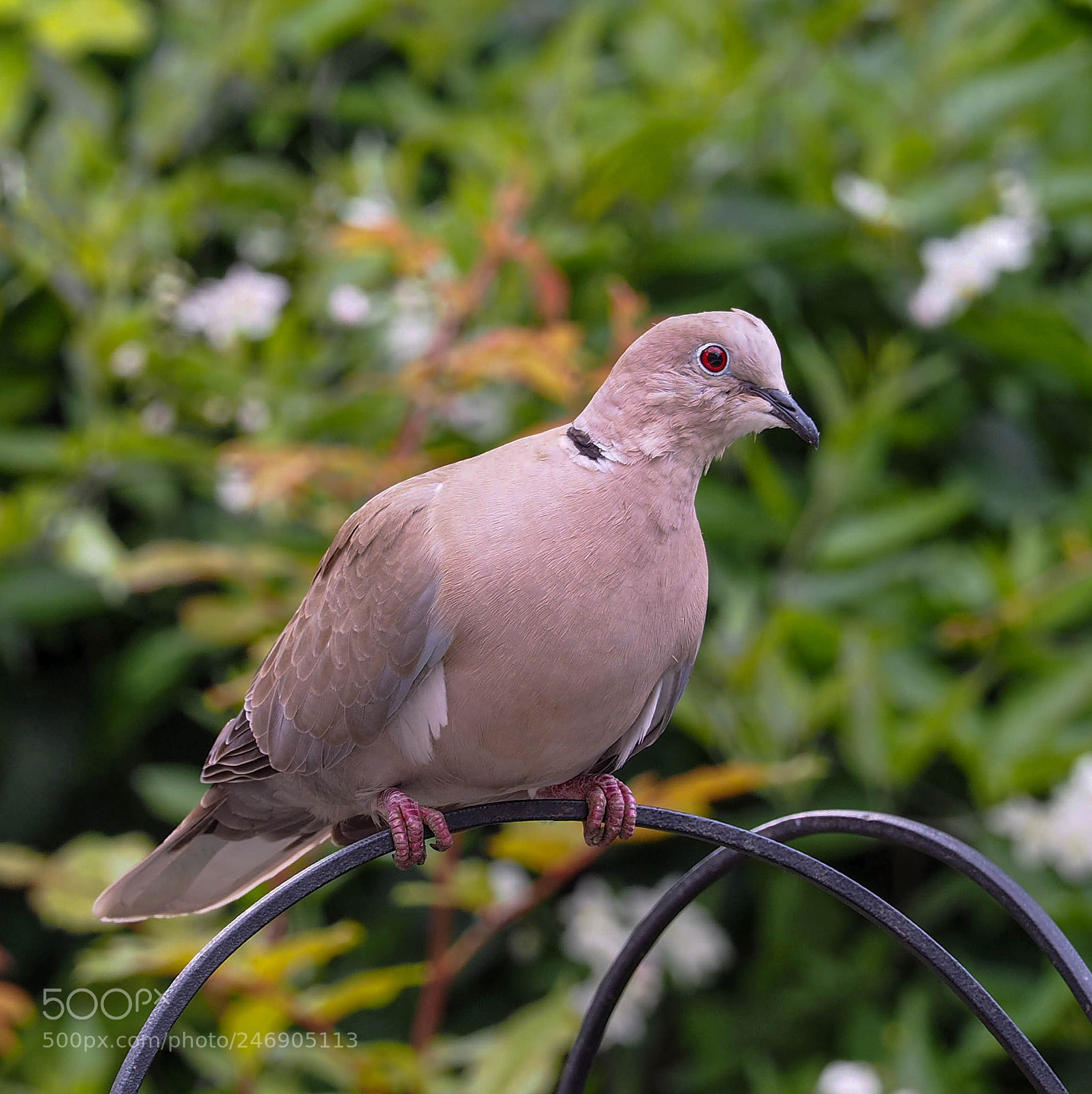 Olympus OM-D E-M1 sample photo. Dove at peace photography