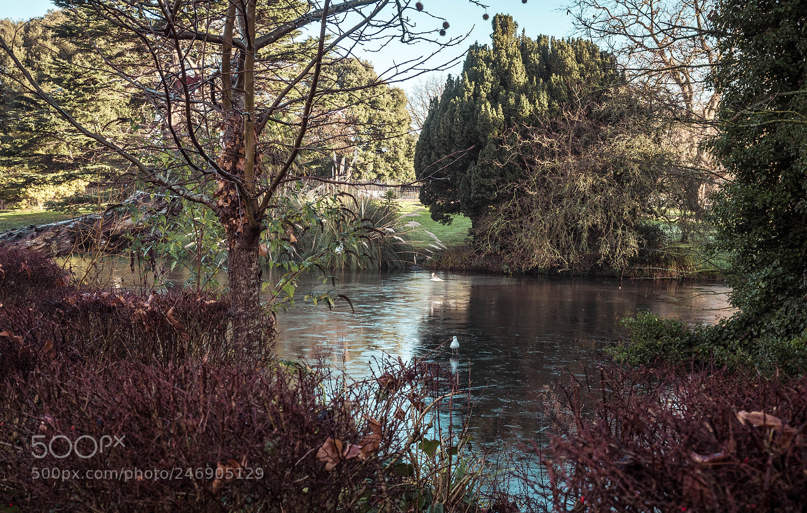 Olympus OM-D E-M1 Mark II sample photo. Autumn pond and foliage photography