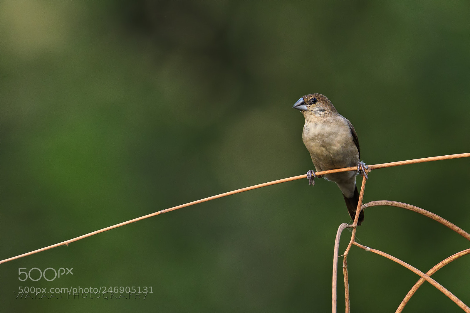 Nikon D500 sample photo. White-throated munia photography