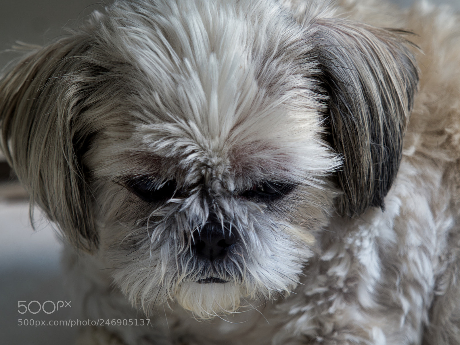 Olympus OM-D E-M1 Mark II sample photo. Shih tzu reflecting on photography